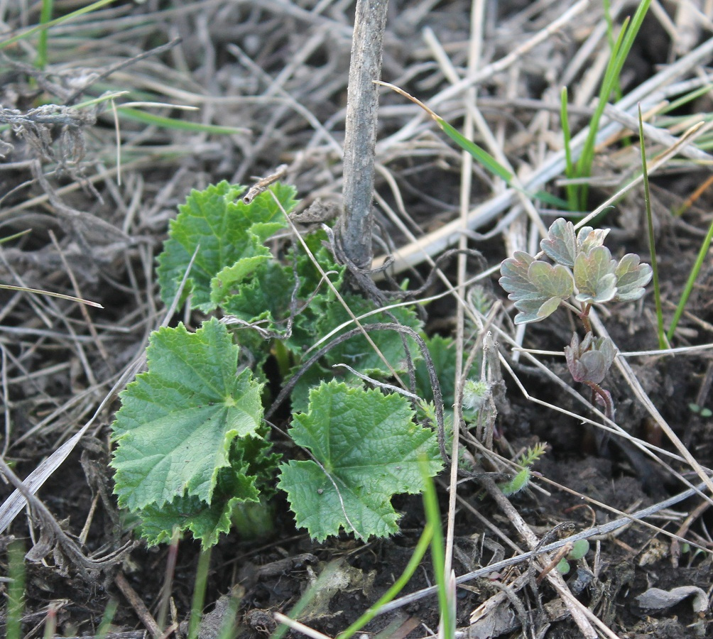 Image of Malva thuringiaca specimen.