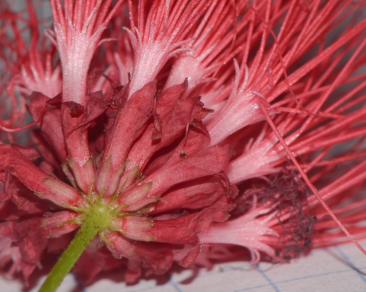 Изображение особи Calliandra tergemina var. emarginata.