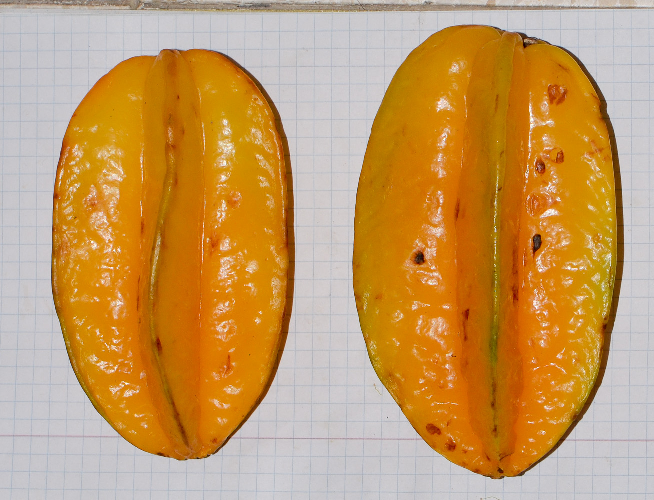 Image of Averrhoa carambola specimen.