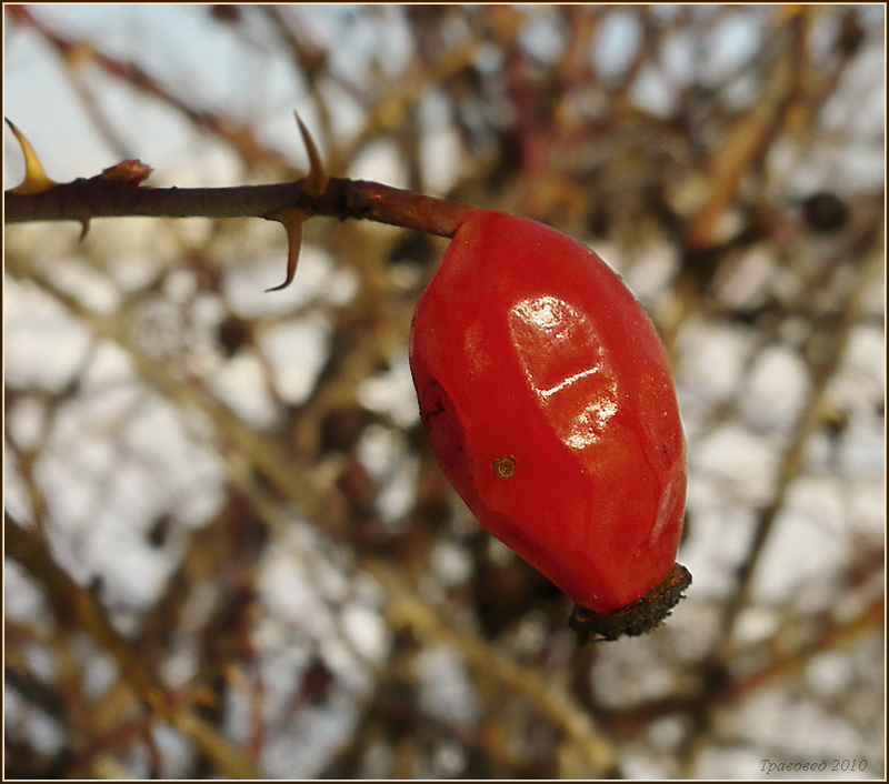 Image of Rosa dumalis specimen.