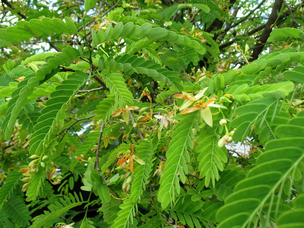 Image of Tamarindus indica specimen.