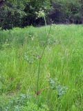 Peucedanum oreoselinum