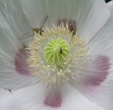 Papaver somniferum. Центральная часть цветка с кормящимися насекомыми. Краснодарский край, Кущевский р-н, станица Шкуринская, сорное в саду. 12.06.2016.