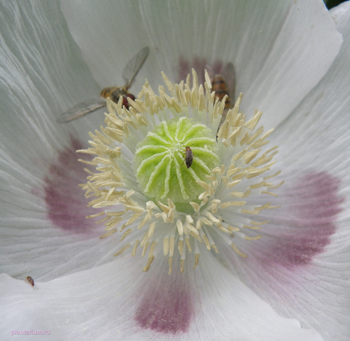 Изображение особи Papaver somniferum.