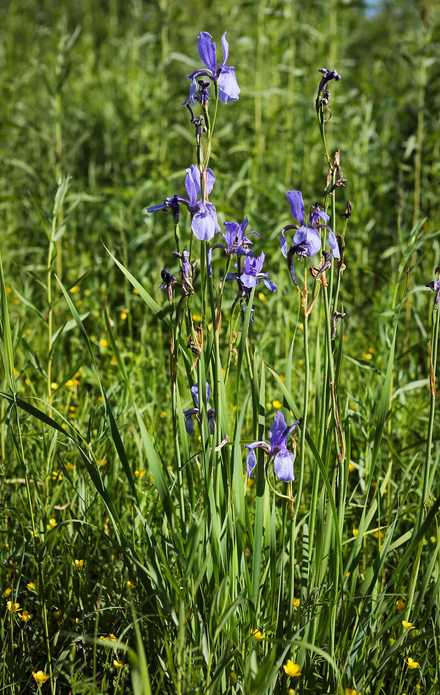 Изображение особи Iris sibirica.