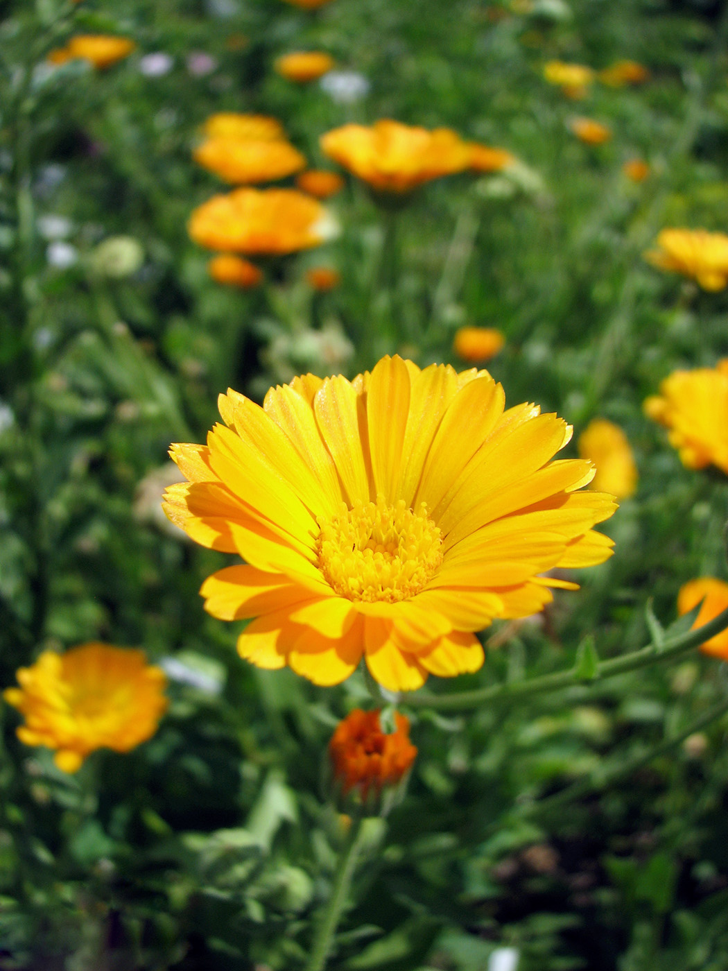 Image of Calendula officinalis specimen.