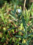 Andromeda polifolia. Цветущий и отрастающие побеги. Украина, Волынская обл., Ковельский р-н, заказник \"Любче\", приозёрная сплавина с доминированием сфагнумов и клюквы. 19 июля 2007 г.