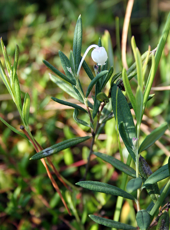 Изображение особи Andromeda polifolia.