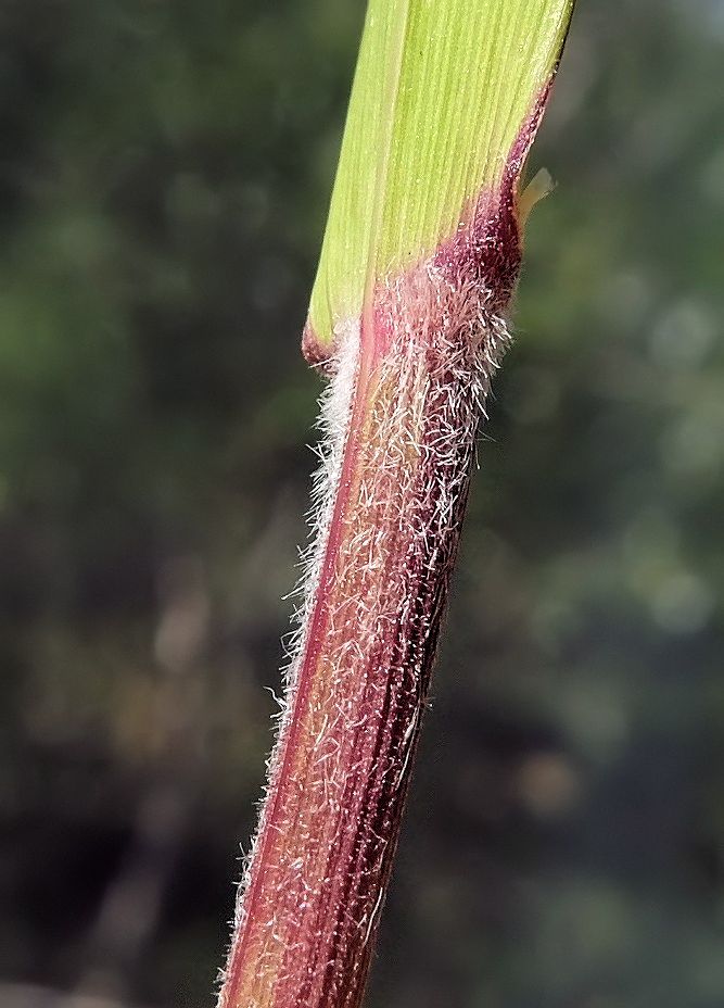 Изображение особи Calamagrostis amurensis.