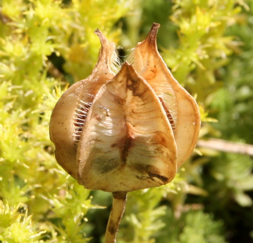 Image of Tulipa tarda specimen.