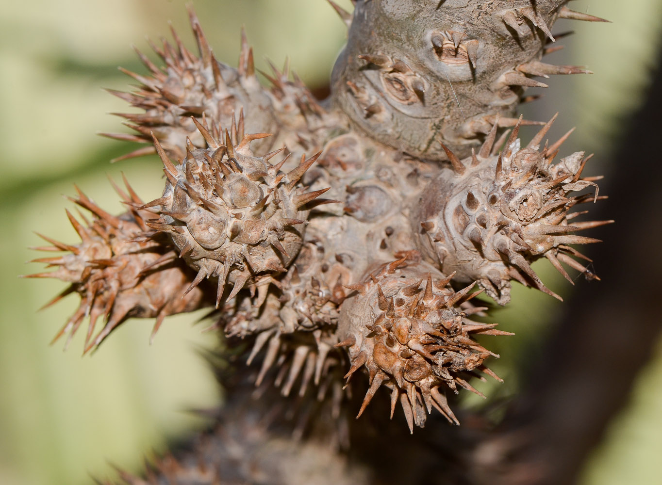 Image of Pachypodium lamerei specimen.