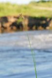 Juncus compressus