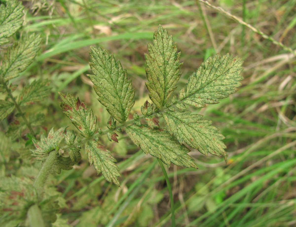 Изображение особи Agrimonia eupatoria.