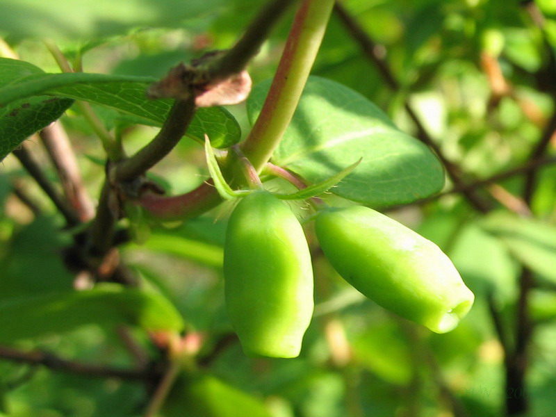 Image of Lonicera edulis specimen.