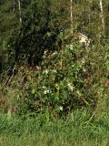 Impatiens glandulifera. Цветущие и плодоносящие растения с тремя различными вариантами окраски цветов. Финляндия, Хельсинки, Mustapuronpuisto, обочина пешеходной дорожки. 8 сентября 2016 г.