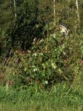 Impatiens glandulifera