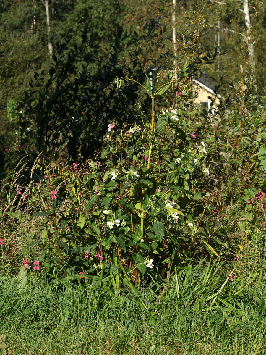 Image of Impatiens glandulifera specimen.