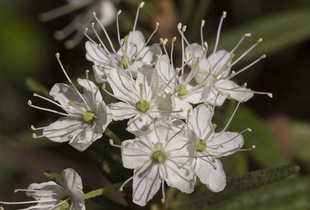 Image of Ledum palustre specimen.