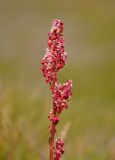 Rumex acetosa. Соцветие. Исландия, полуостров Снайфедльснес, приморский луг. 08.08.2016.