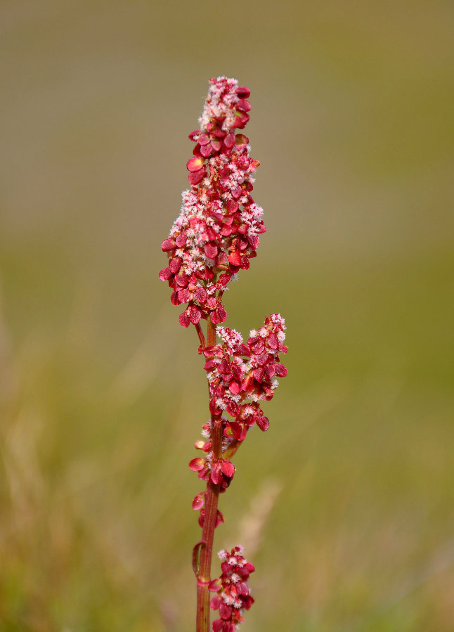 Изображение особи Rumex acetosa.