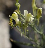 Image of taxon representative. Author is Петр Косачев
