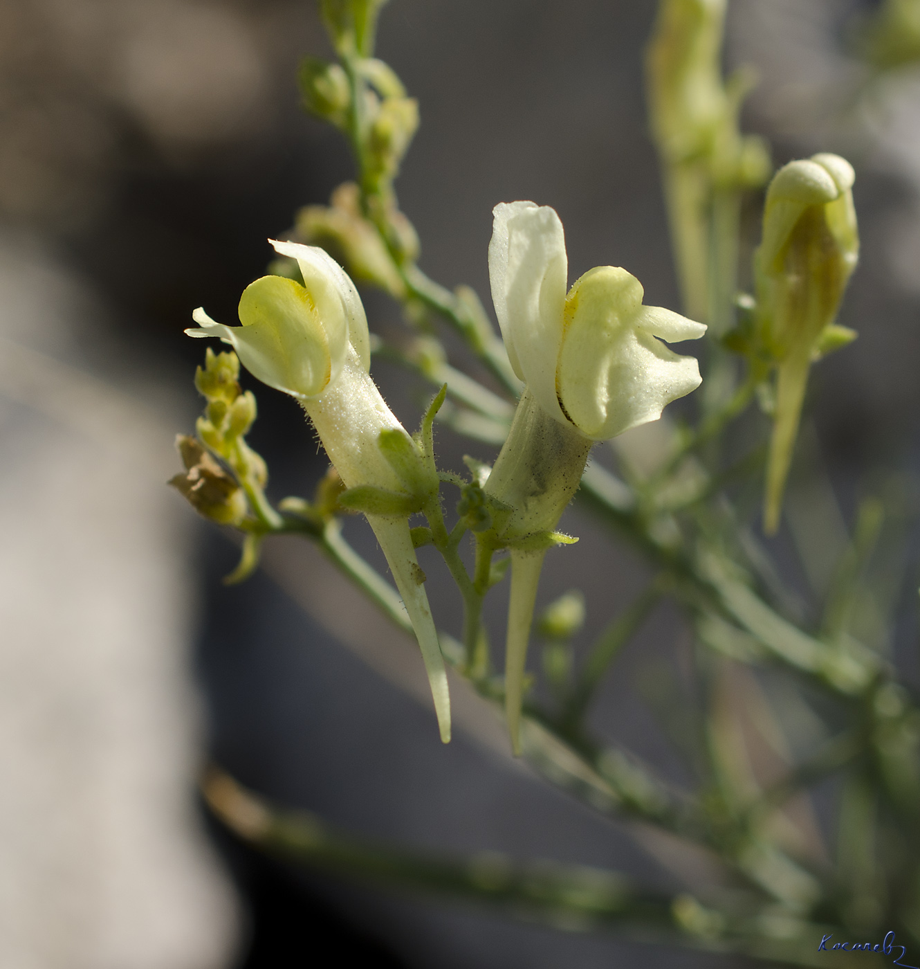 Изображение особи Linaria altaica.