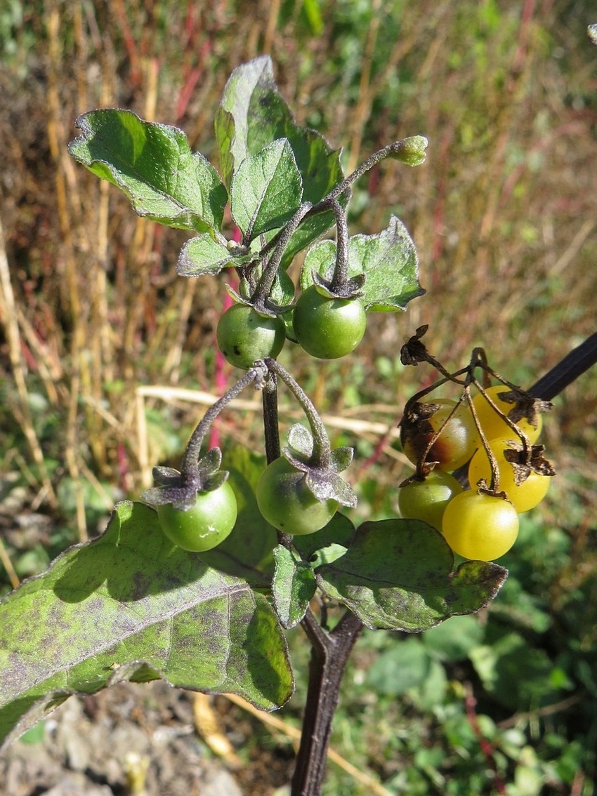 Изображение особи Solanum luteovirescens.