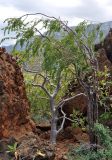 Maerua angolensis. Взрослое дерево (слева от него растет Jatropha unicostata). Йемен, о. Сокотра, плато Моми, окр. пещеры Хок, на скалах. 02.01.2014.