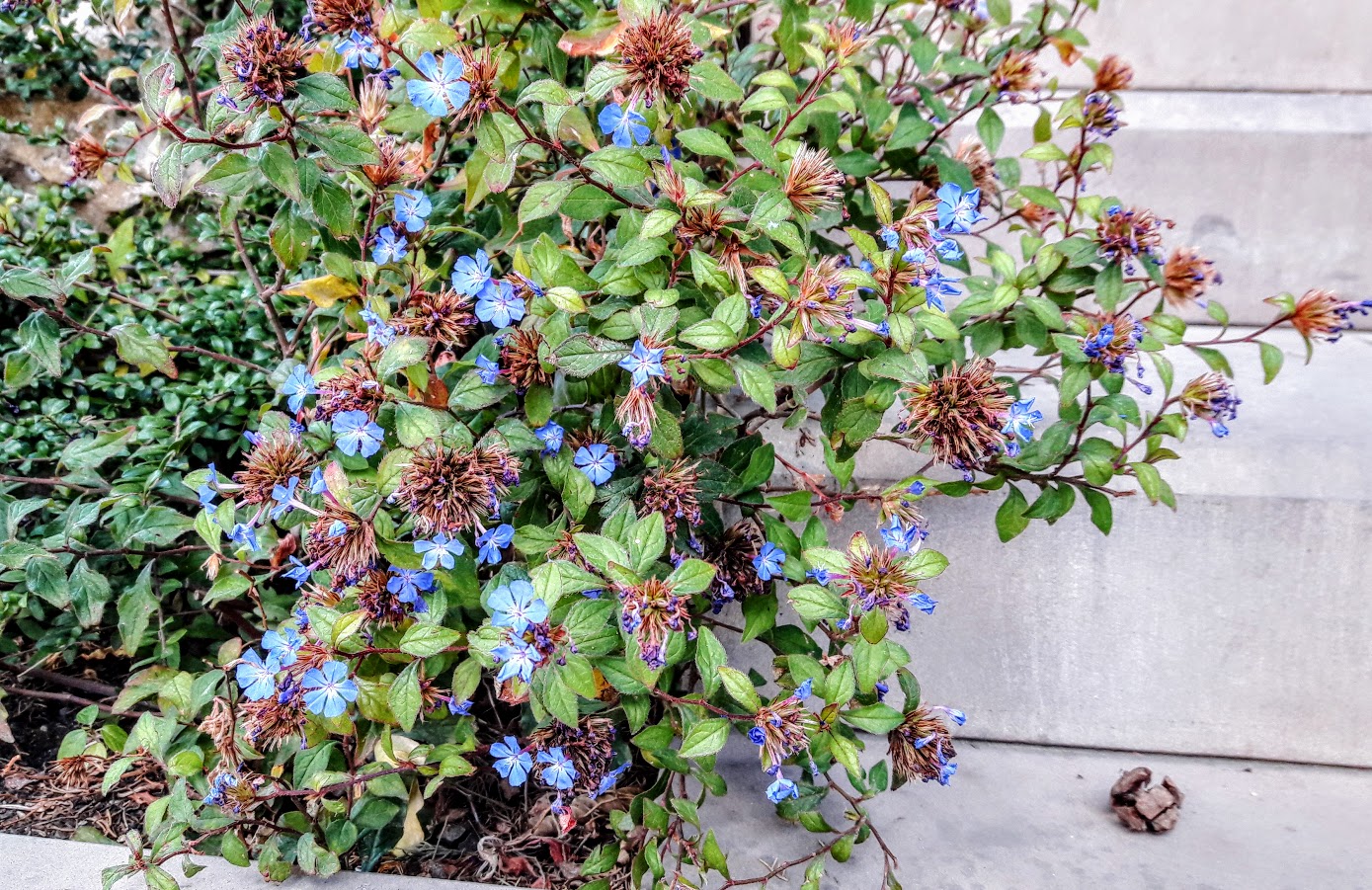 Изображение особи Ceratostigma plumbaginoides.