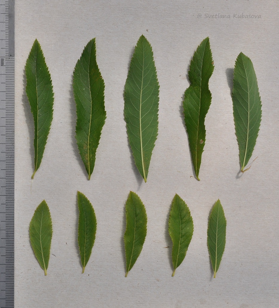 Image of Spiraea alba specimen.