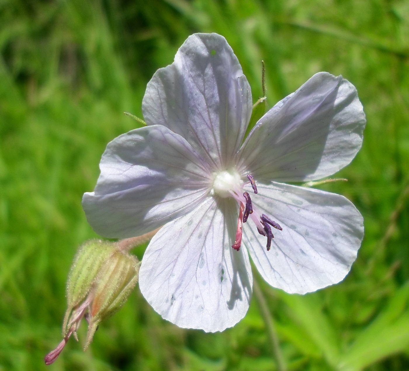 Изображение особи Geranium pratense.