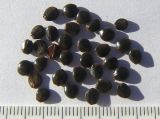 Image of taxon representative. Author is Сергей Банкетов