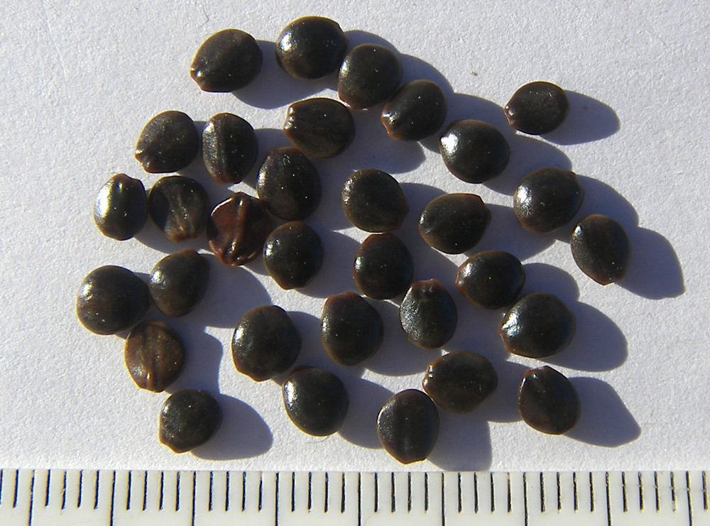 Image of Hovenia dulcis specimen.