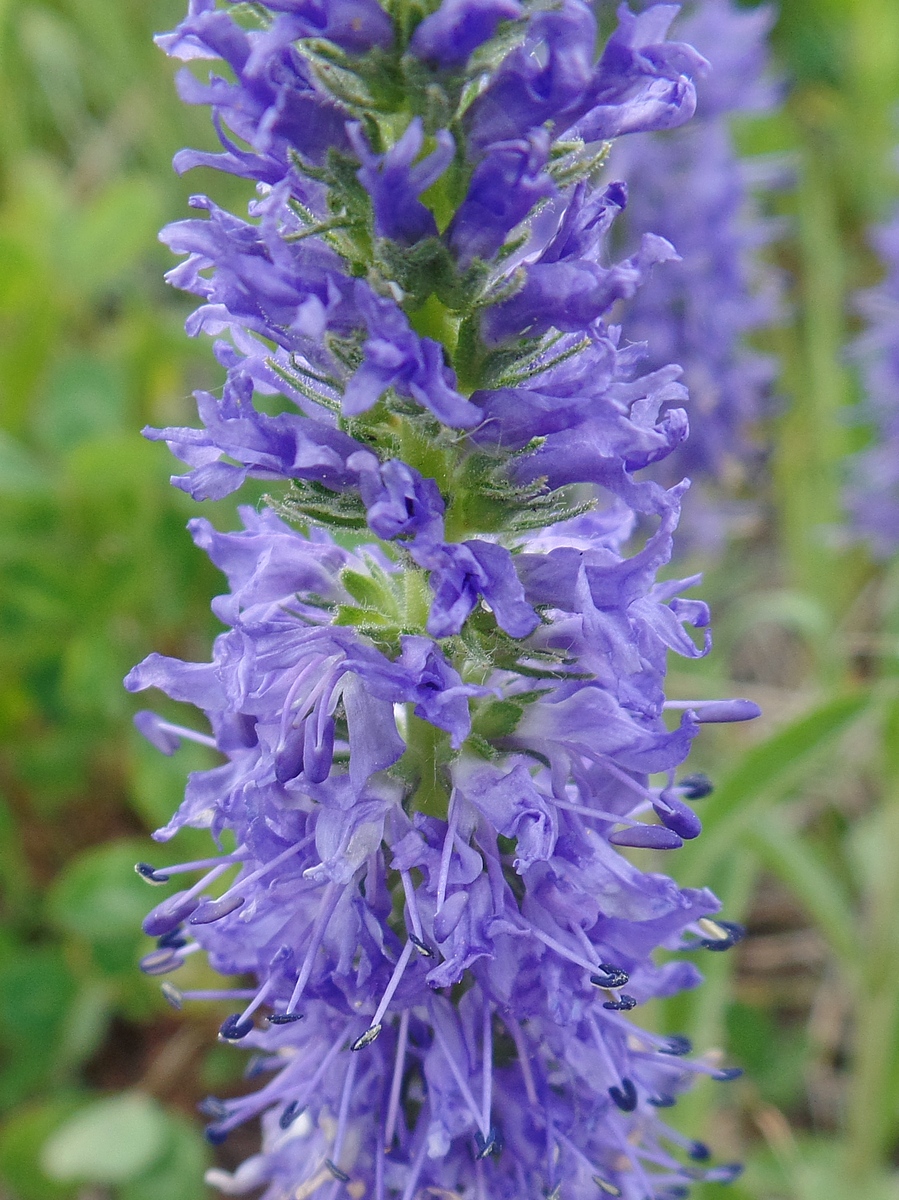 Изображение особи Veronica porphyriana.