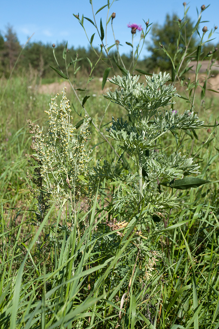 Изображение особи Artemisia absinthium.