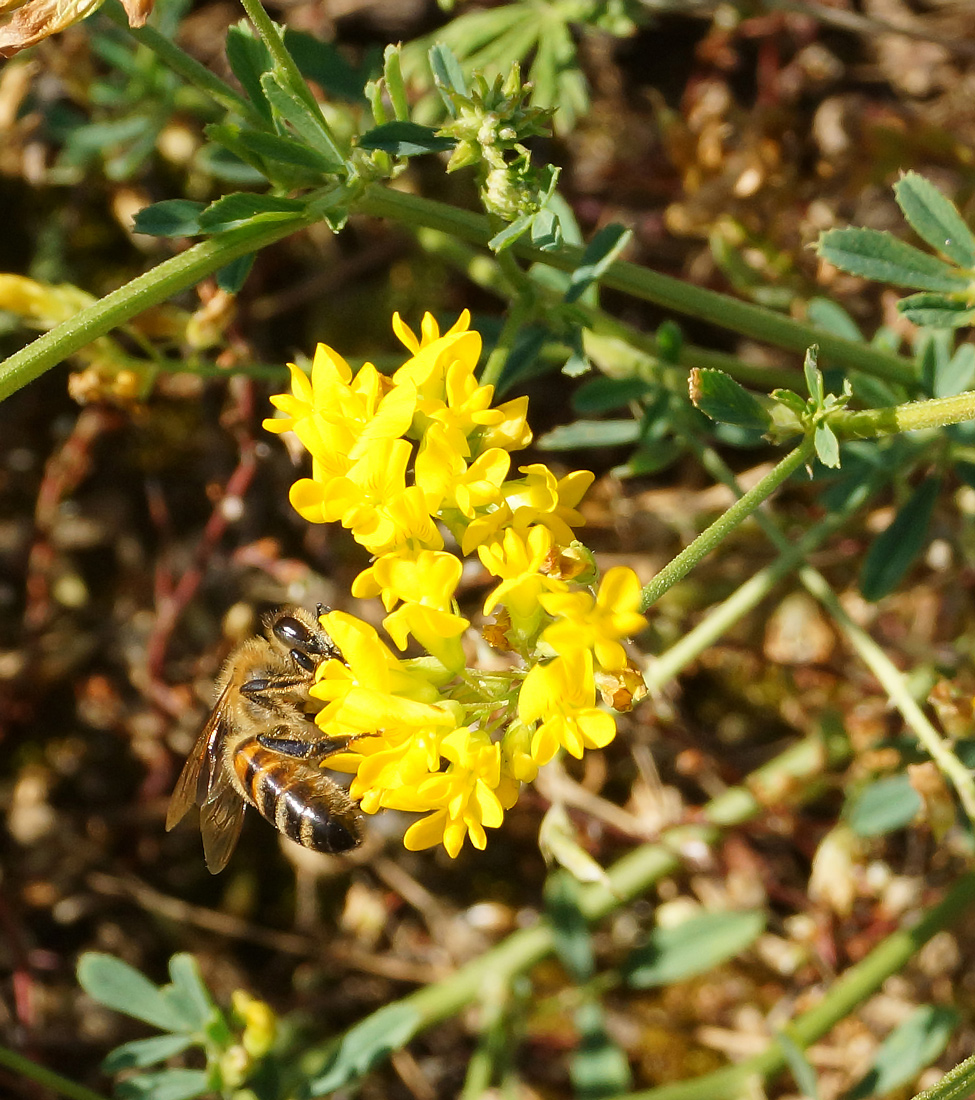 Изображение особи Medicago falcata.