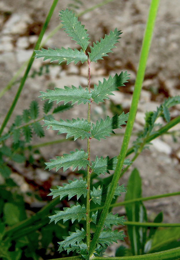 Image of Poterium polygamum specimen.