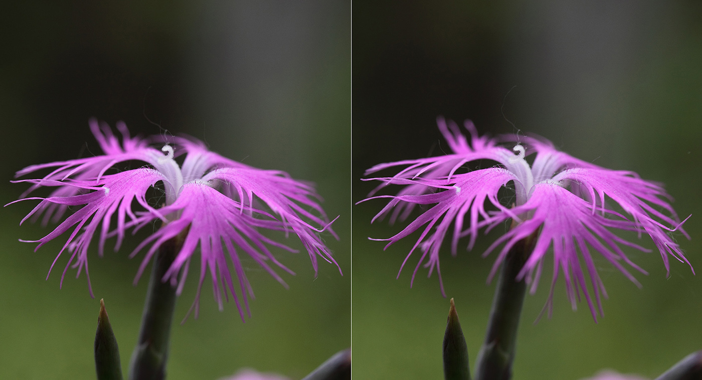 Image of Dianthus superbus specimen.