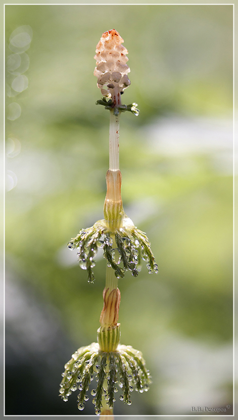 Изображение особи Equisetum sylvaticum.