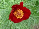 Paeonia tenuifolia. Цветок. Пенза, Ботанический сад ПГУ, в культуре. 11 мая 2016 г.