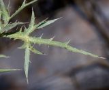 Eryngium glomeratum