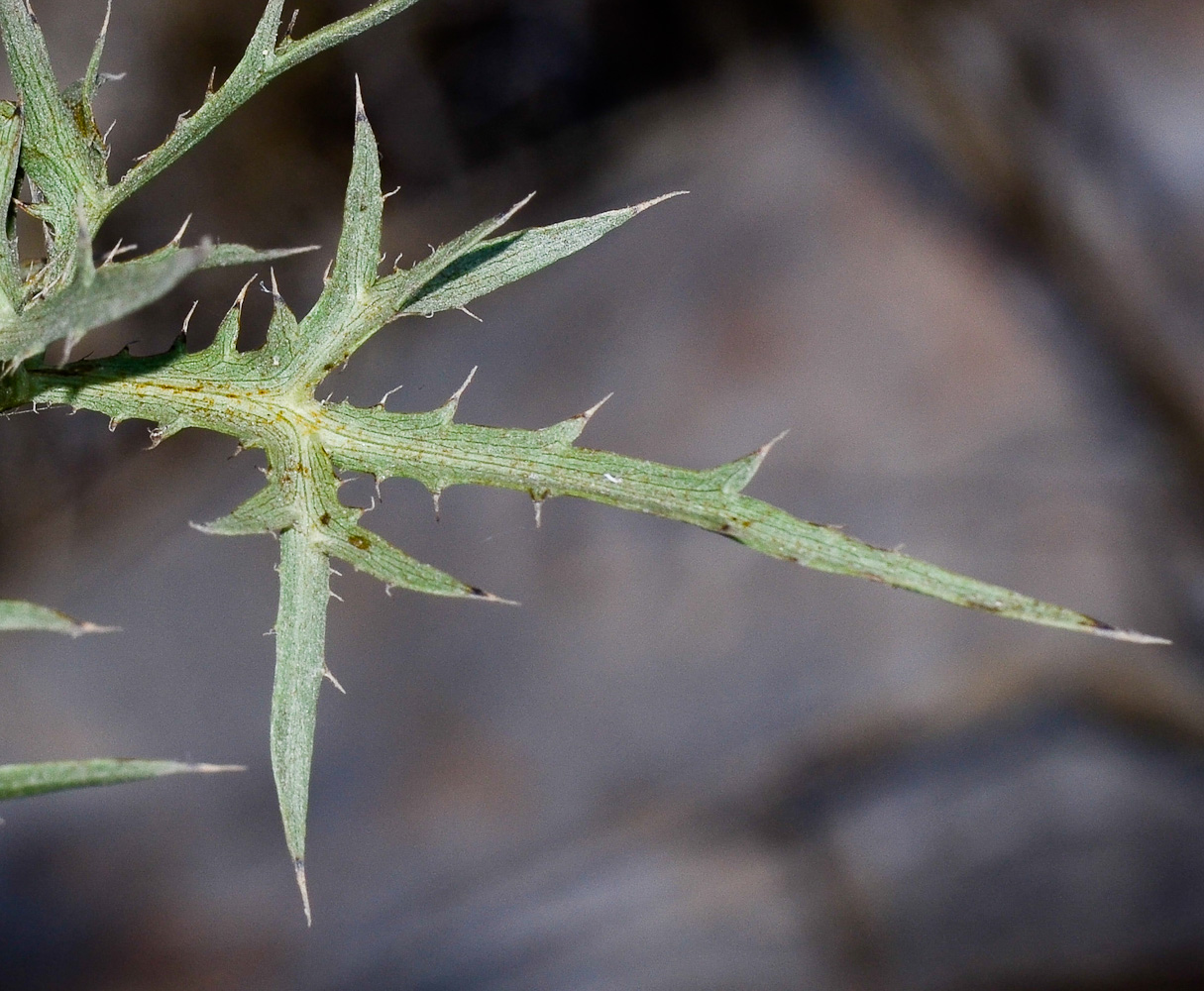 Изображение особи Eryngium glomeratum.