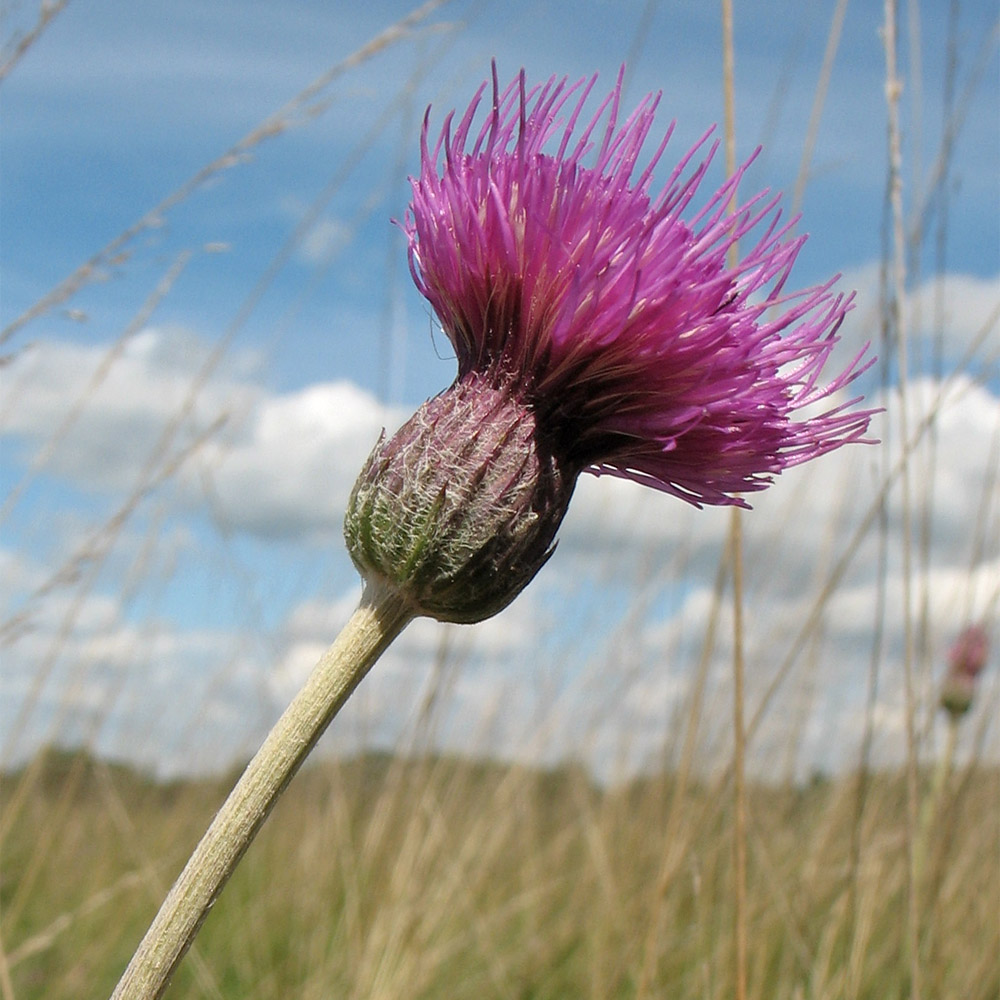 Изображение особи Cirsium dissectum.