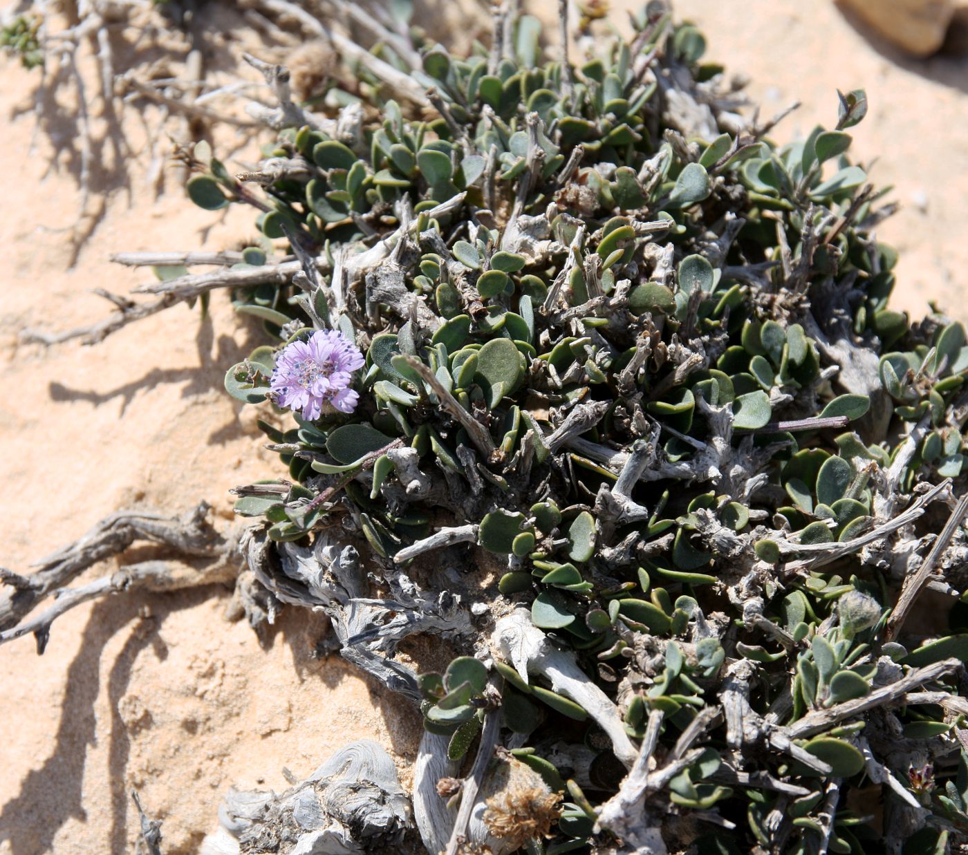 Изображение особи Globularia arabica.