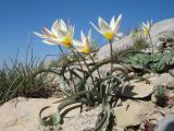 Tulipa bifloriformis. Цветущие растения. Южный Казахстан, западные отроги Киргизского хр., горы Ботамойнак в окр. г. Тараз, ≈ 900 м н.у.м. 10 апреля 2017 г.