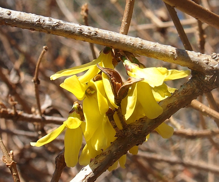 Изображение особи Forsythia europaea.