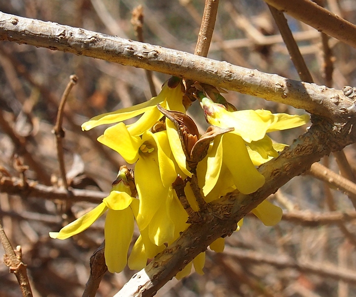 Image of Forsythia europaea specimen.