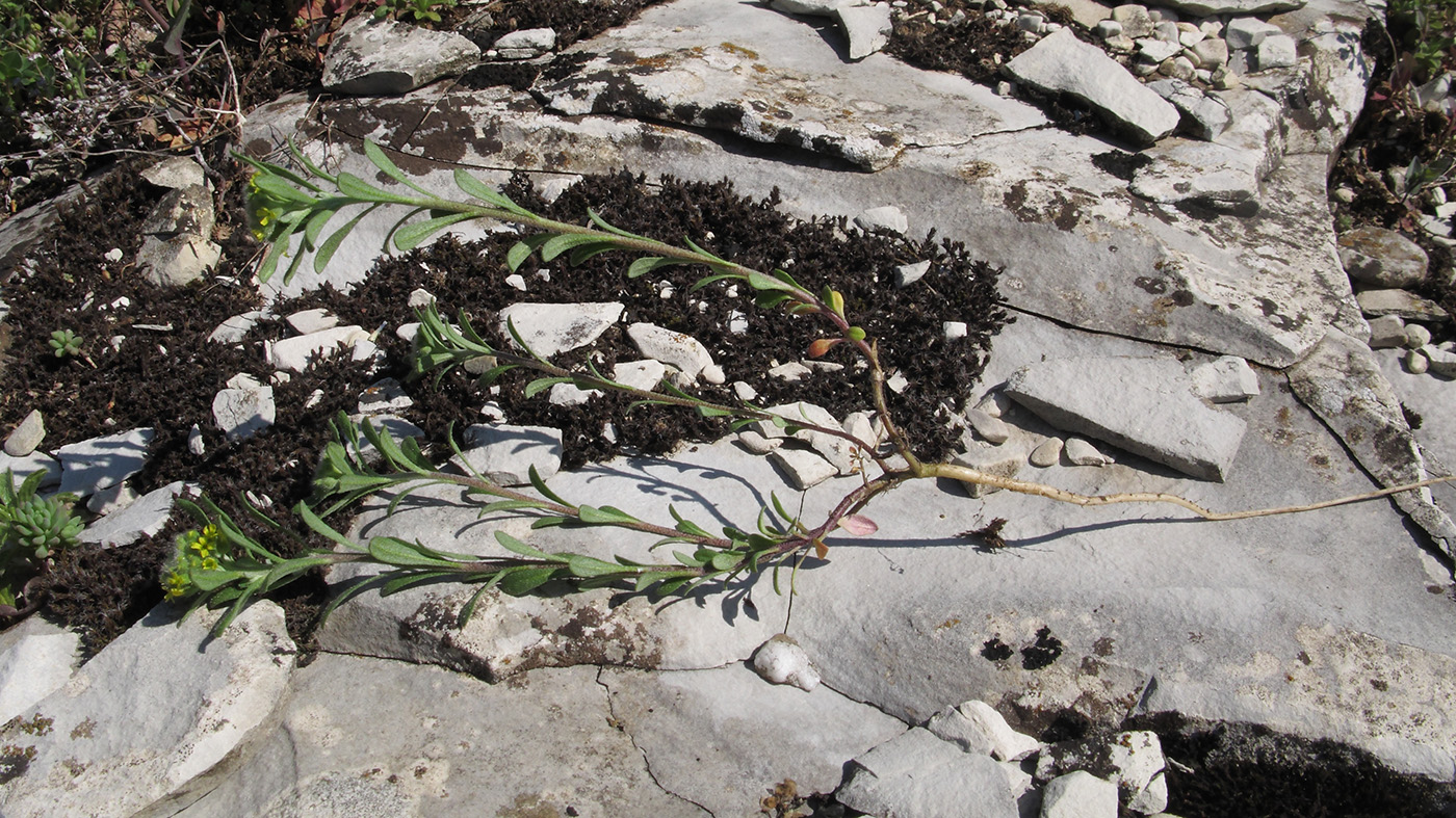 Image of Alyssum alyssoides specimen.