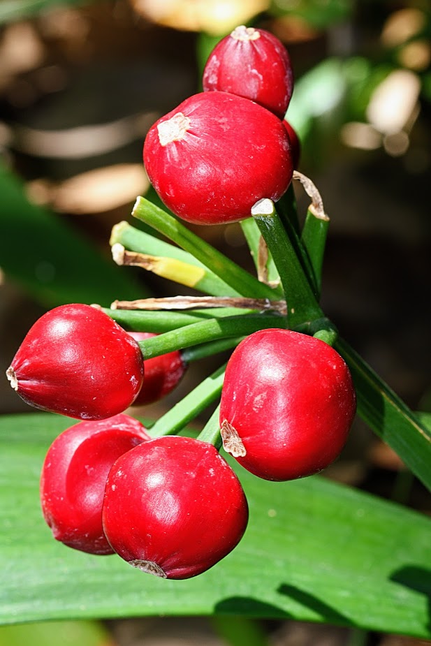 Image of Clivia miniata specimen.