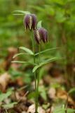 Fritillaria maximowiczii. Цветущие растения. Приморский край, окр. г. Находка, в дубовом лесу. 22.05.2017.